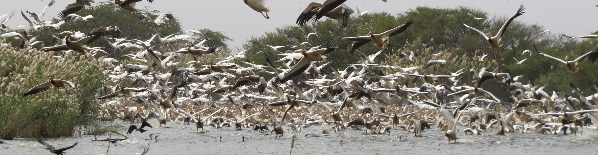 From the Arctic to Africa: Protecting Waterbirds and Wetlands ...