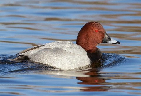 Male_Pochard_Anne & Chris Algar - Wetlands International