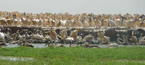 Djoudj National Park, Senegal - By Sander CarpayImage1 - Wetlands ...