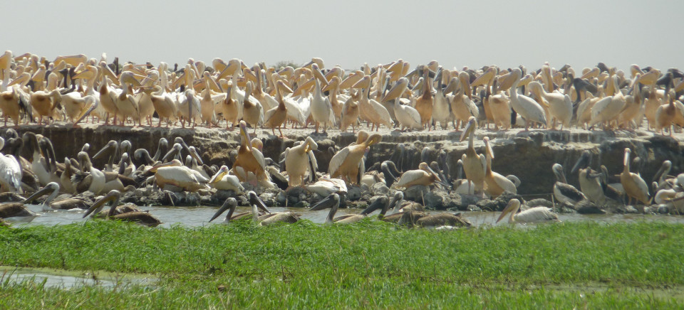 Djoudj National  Park  Senegal  By Sander CarpayImage1 