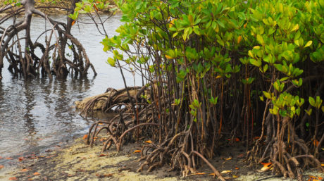 To plant or not to plant? Stopping malpractices in using mangroves to ...