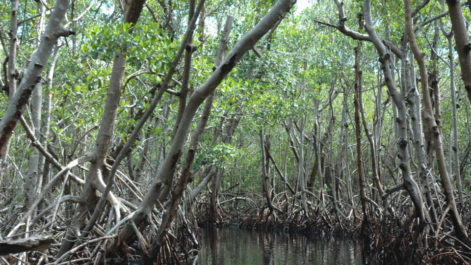 Mangrove Capital Africa Rufiji Delta Tanzania Wetlands International