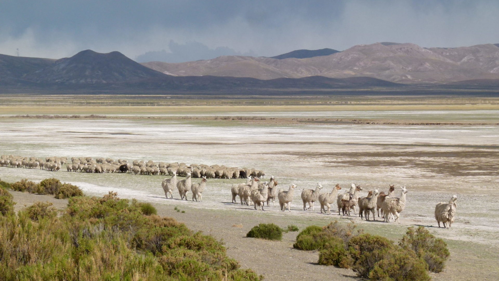 Saving High Andean Wetlands” for nature and people - Wetlands International