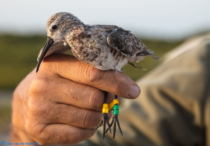 A curlew sandpiper caught and ringed in Barr Al Hikman in March 2018. Photo by Jan van de Kam.