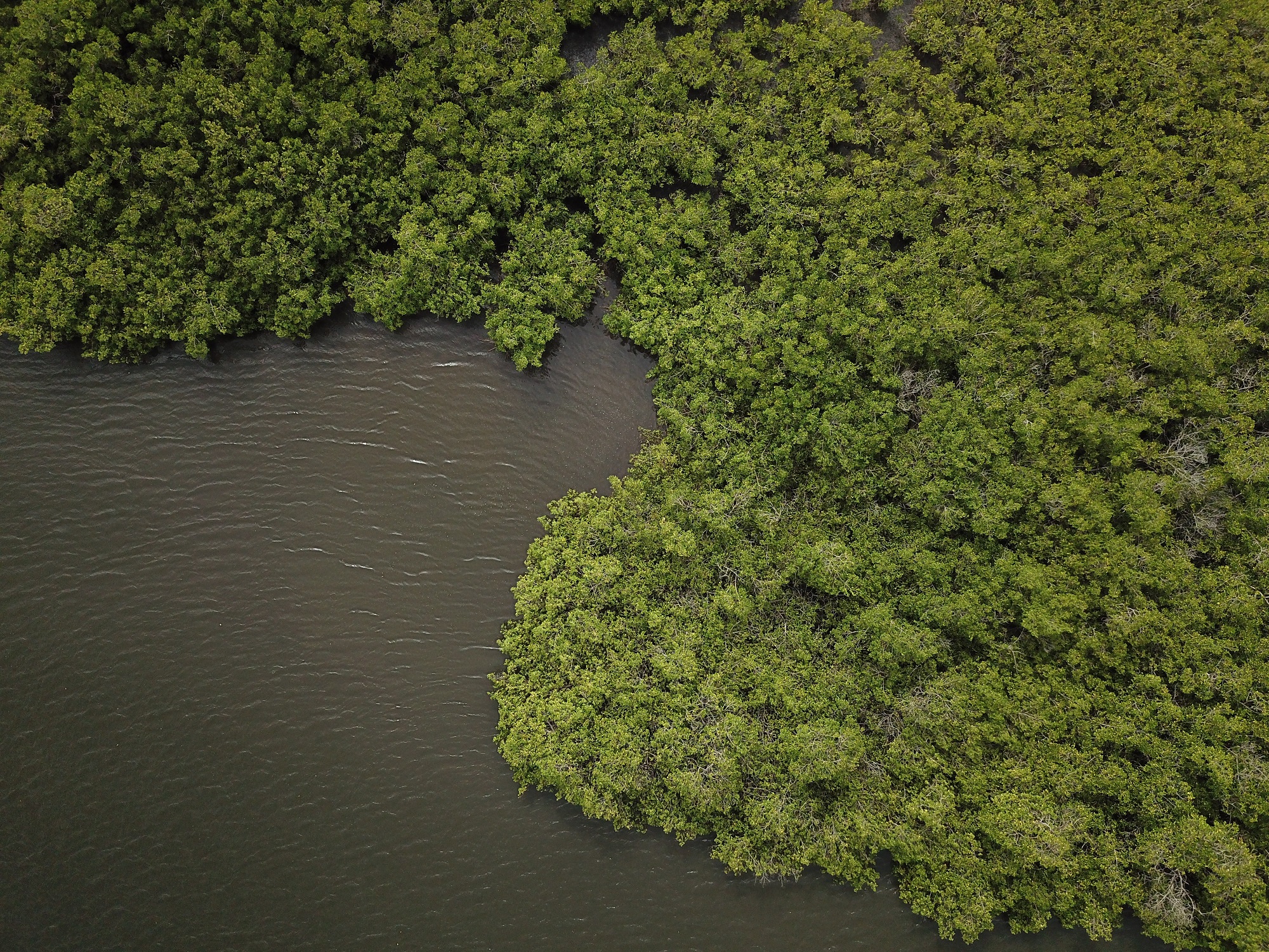 How We Are Using Drones To Conserve Mangroves In Africa Wetlands