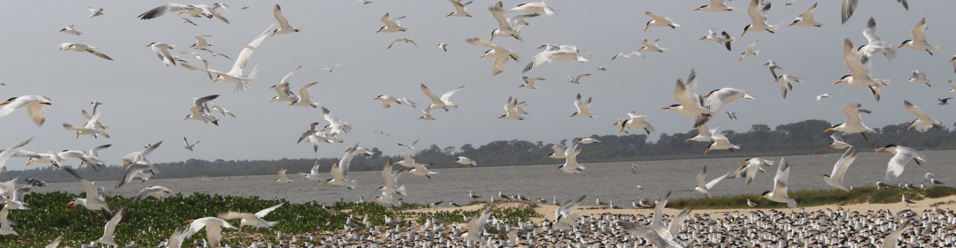 Conserving Biodiversity of the Cacheu Mangroves National Park at Guinea ...