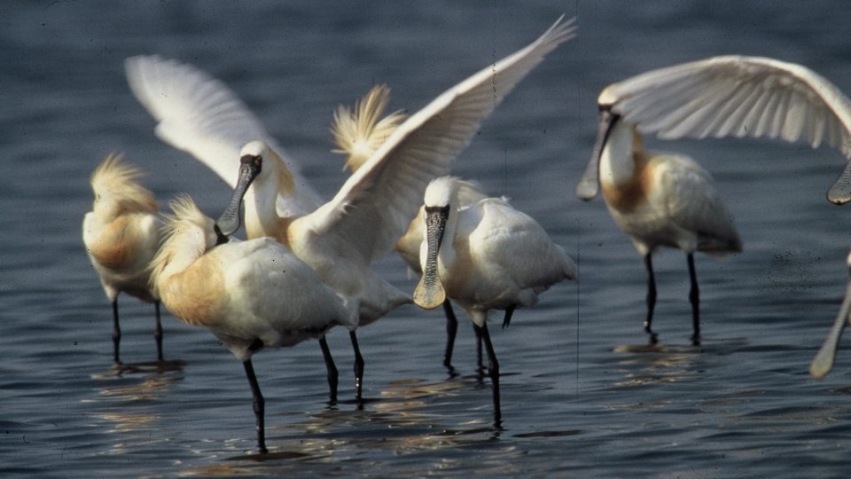 Largest Ever Number Of Endangered Black Faced Spoonbills Recorded In The Philippines Wetlands International