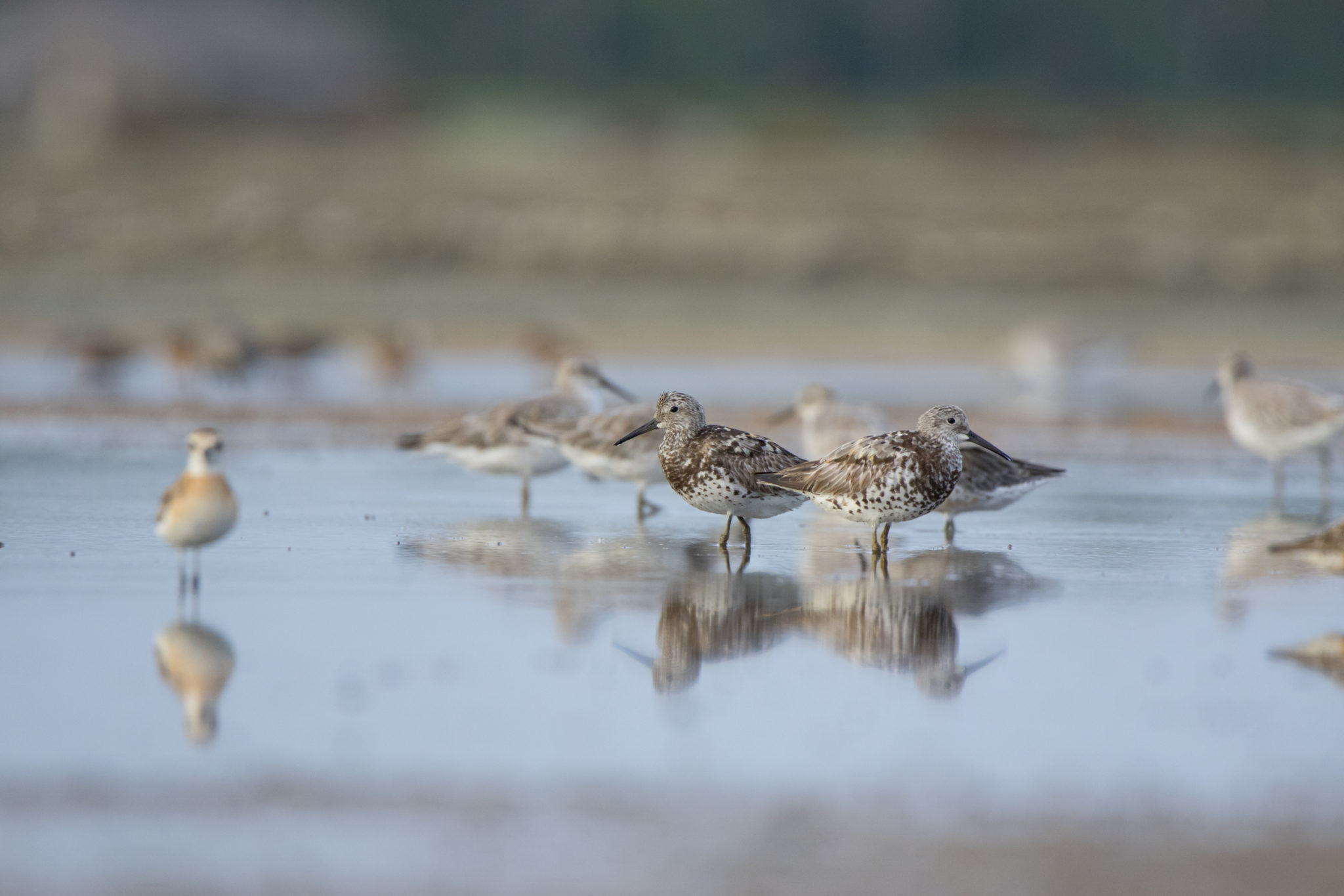 Should human-made wetland habitats be conserved to protect birds ...