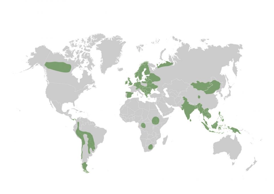 Peatlands - Wetlands International