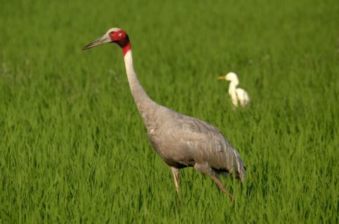 Wetlands International Launches New Online Portal For The 