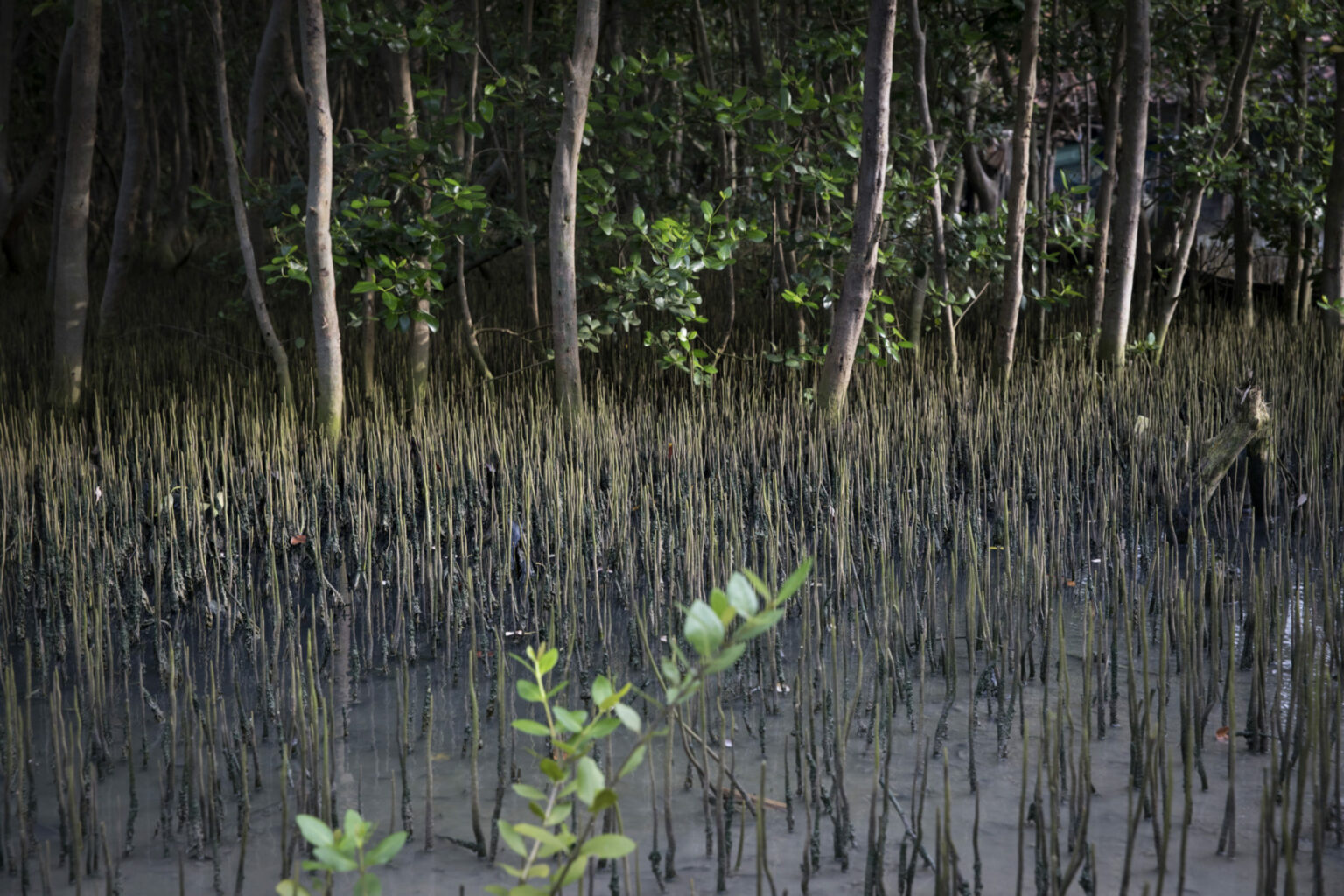 Mangrove Shoots Come Out Of Sediment In Bedono Village Wetlands