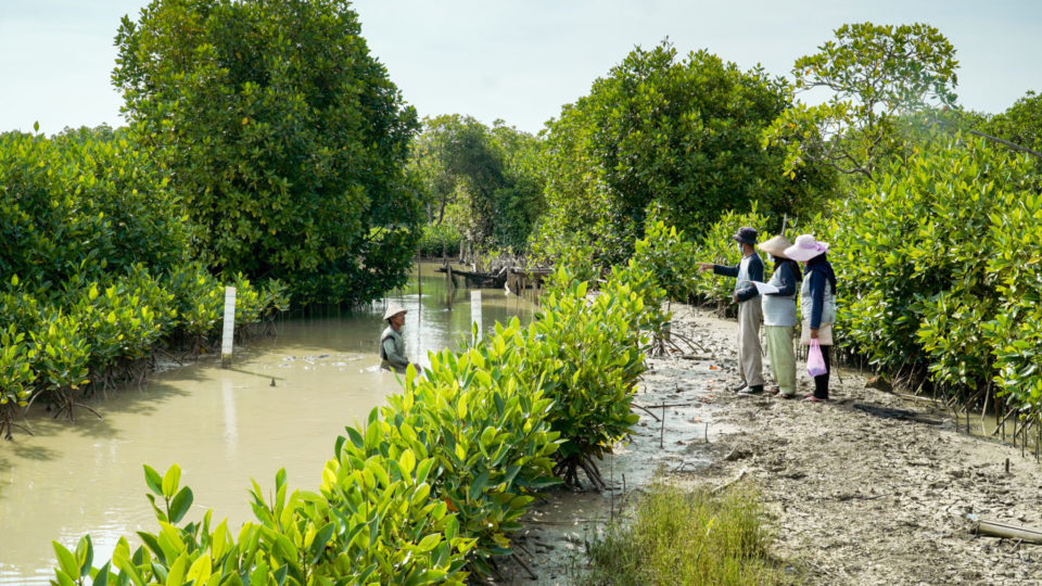 Protecting Mangroves Through Village Regulation Wetlands International