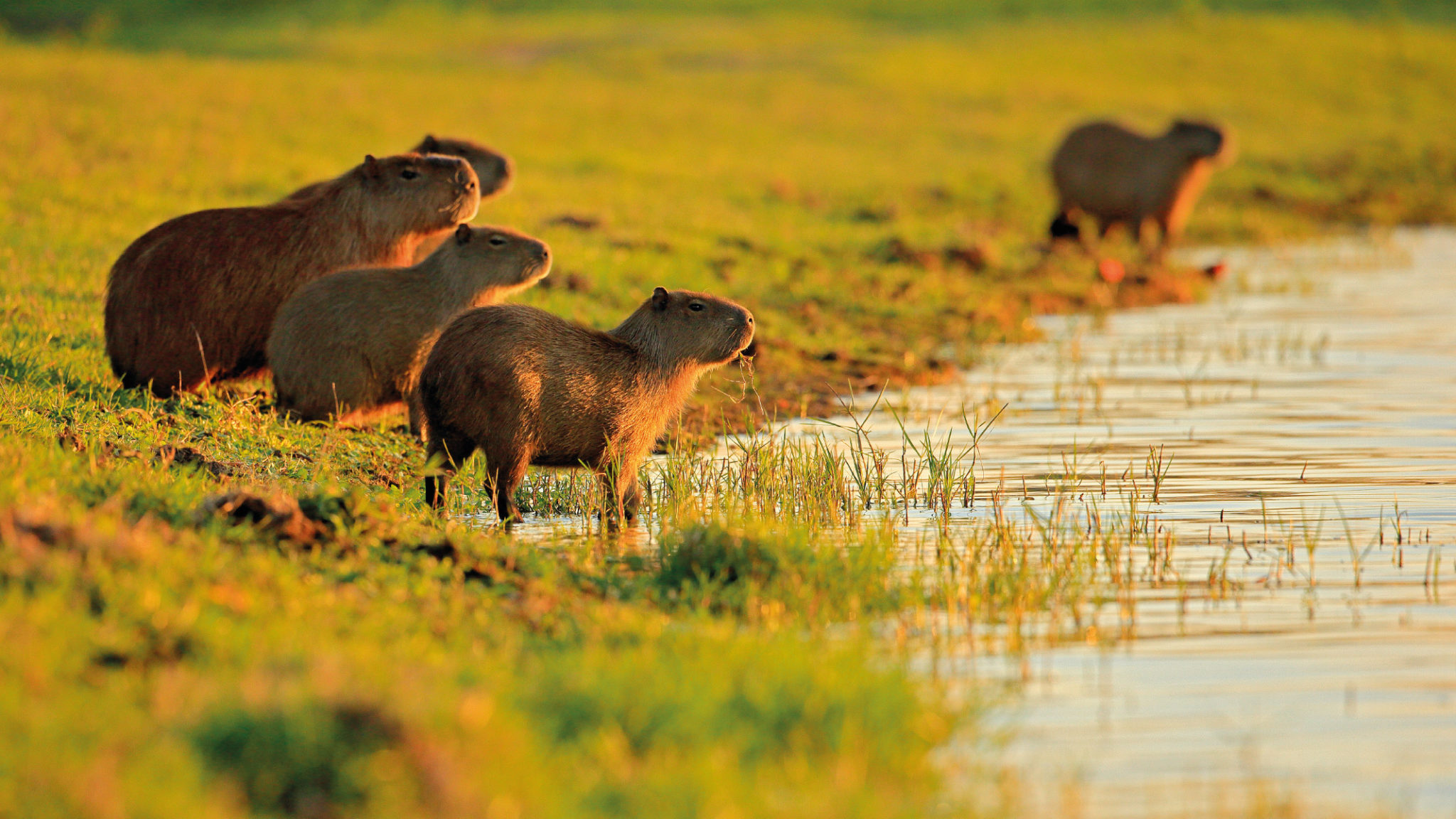 Biodiversity - Wetlands International