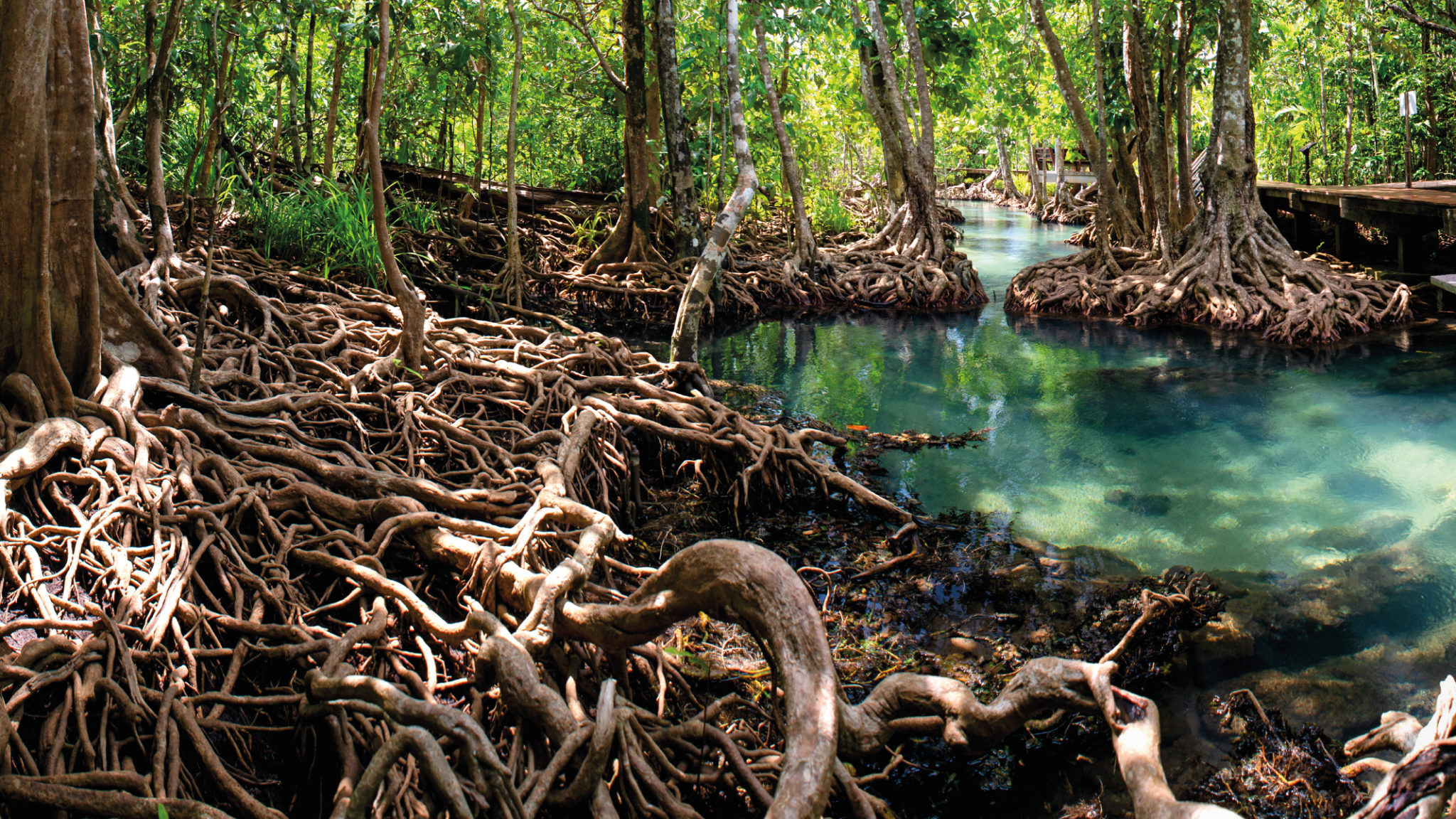 Home - Wetlands International