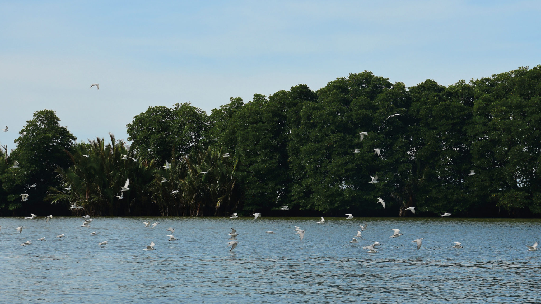 Zsl Mangroves Cheapest Wholesale Gbu Presnenskij Ru