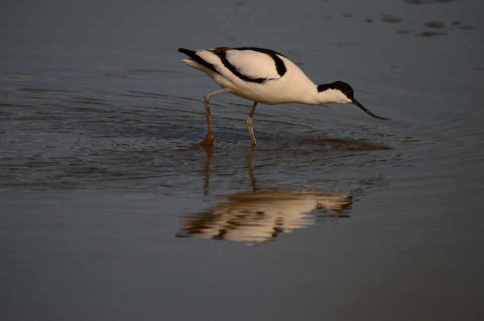 Migratory waterbird species decline ‘canary in the coal mine ...