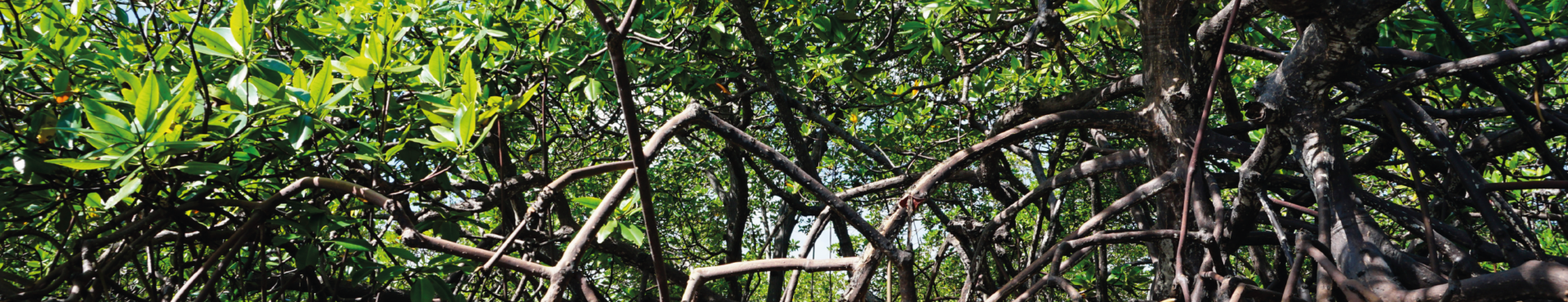 Mangrove Restoration: The Latest Best-practice Approaches - Wetlands ...