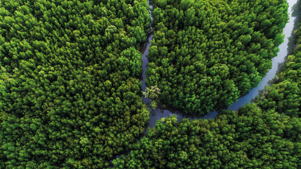 Financial roadmap for mangrove protection and restoration launched ...