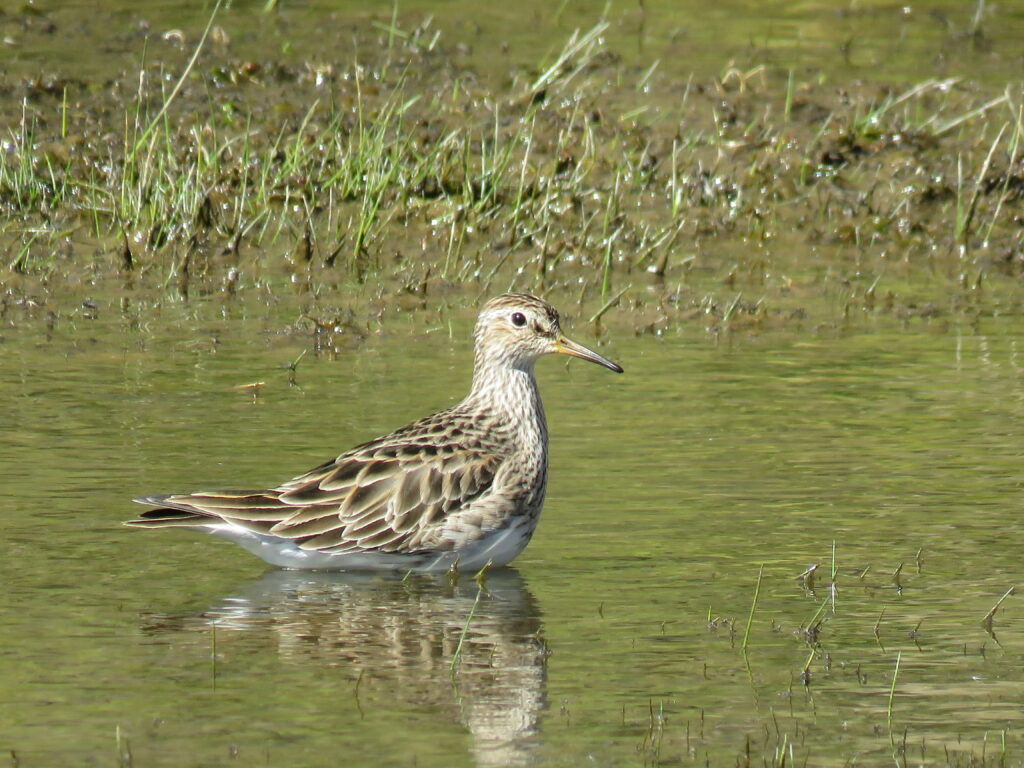 A Pectoral Sandpiper (Calidris melanotos) in Laguna de los Pozuelos Natural Monument, Argentina (c) Heber Sosa