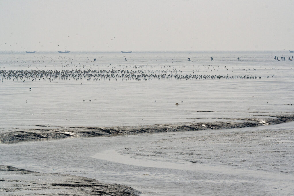 Yellow Sea region, China (c) Jan van de Kam