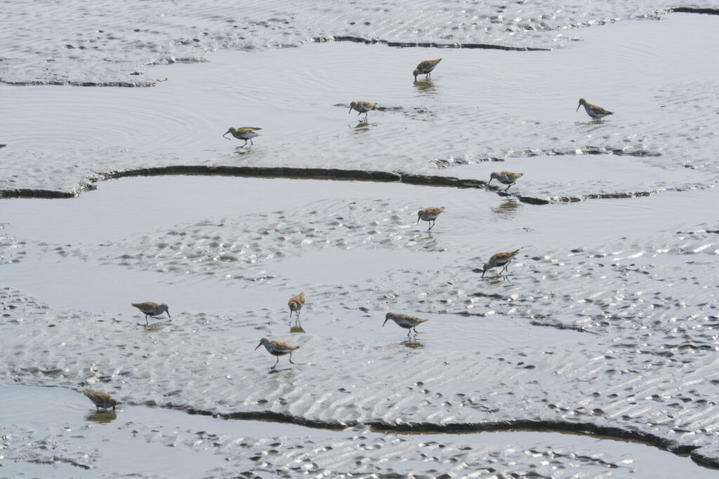 Foraging birds, Yellow Sea, China (c) Jan van de Kam 