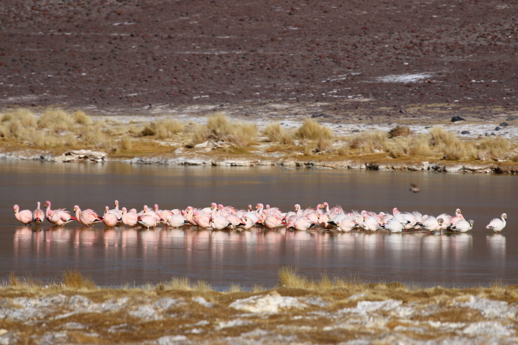 Flamingos in Terma De La Gruta , Argentina (c) Wetlands International – Román Baigún 