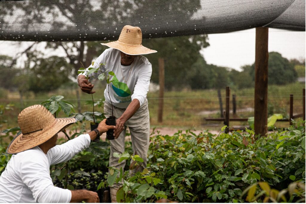  Seedling nursery. (c) Carol Brenck