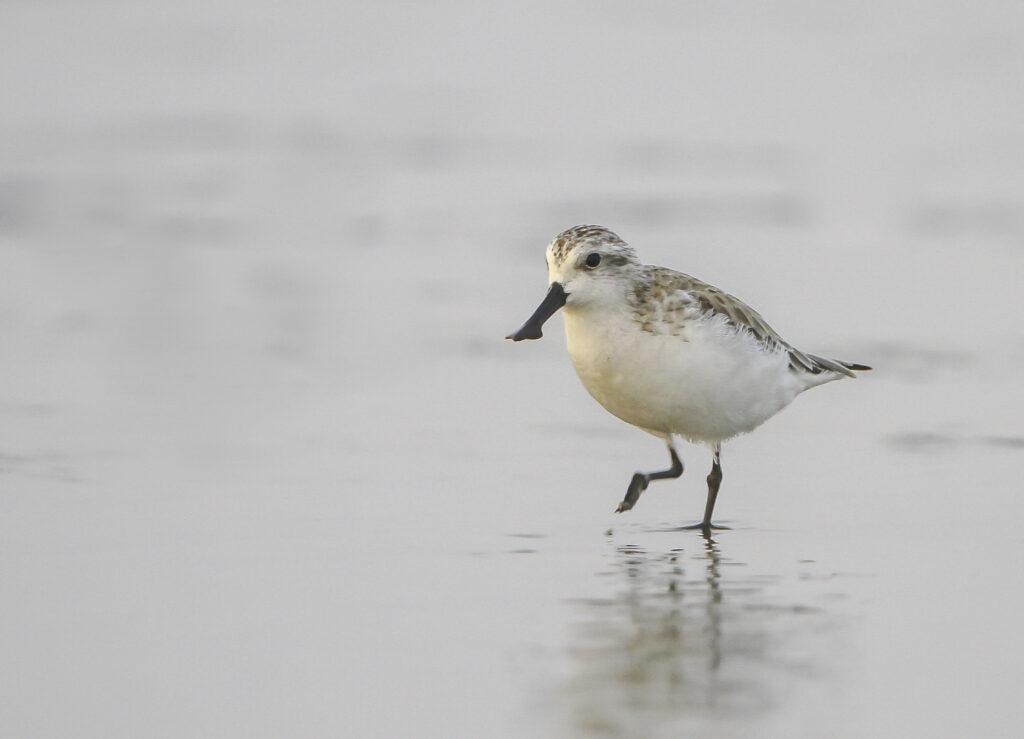 Spoonbill in the Yellow Sea area, China (c) S Chowdhury 