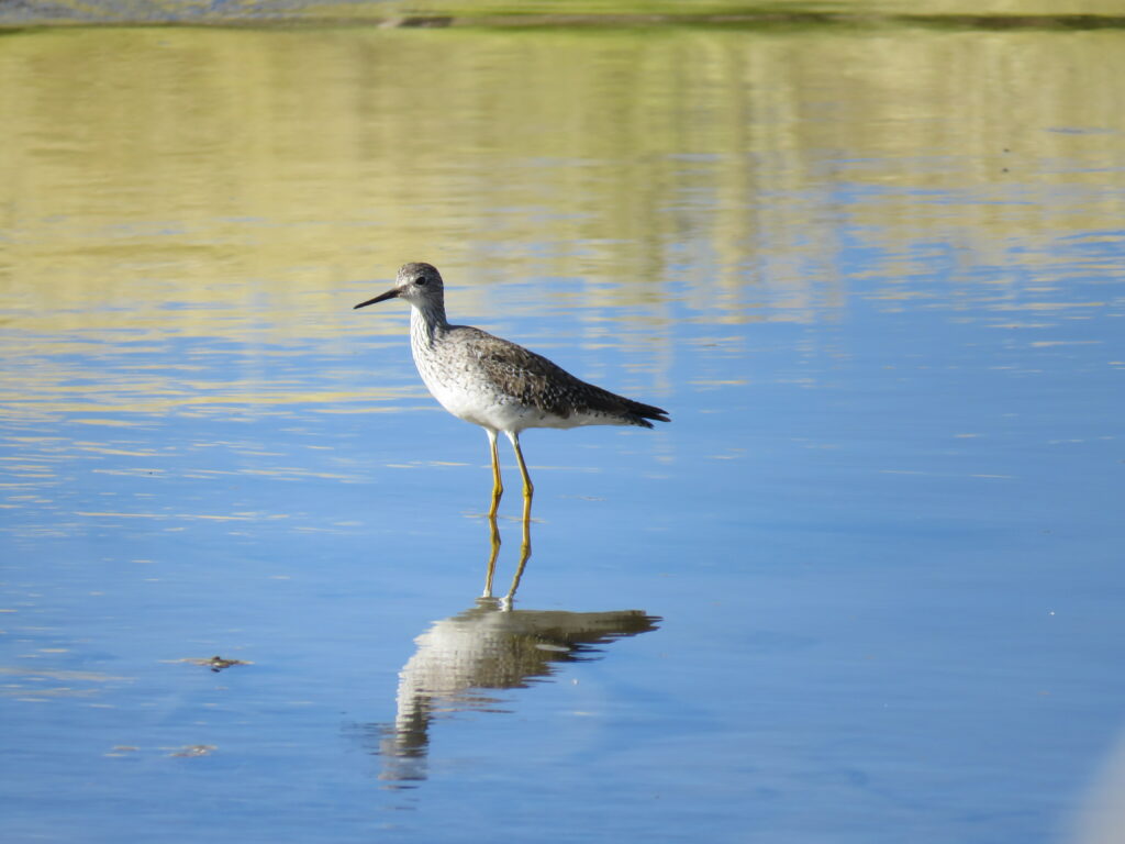 A Lesser Yellowlegs (Tringa flavipes) in Laguna de los Pozuelos Natural Monument, Argentina (c) Heber Sosa