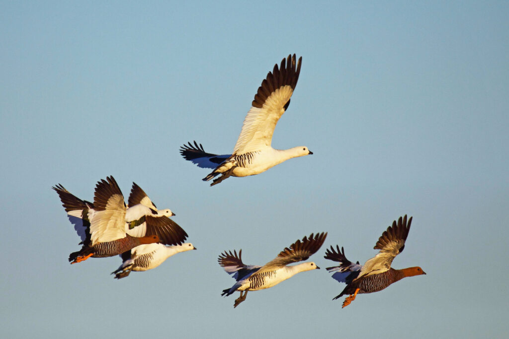 Migrating geese (c) Pablo Petracci