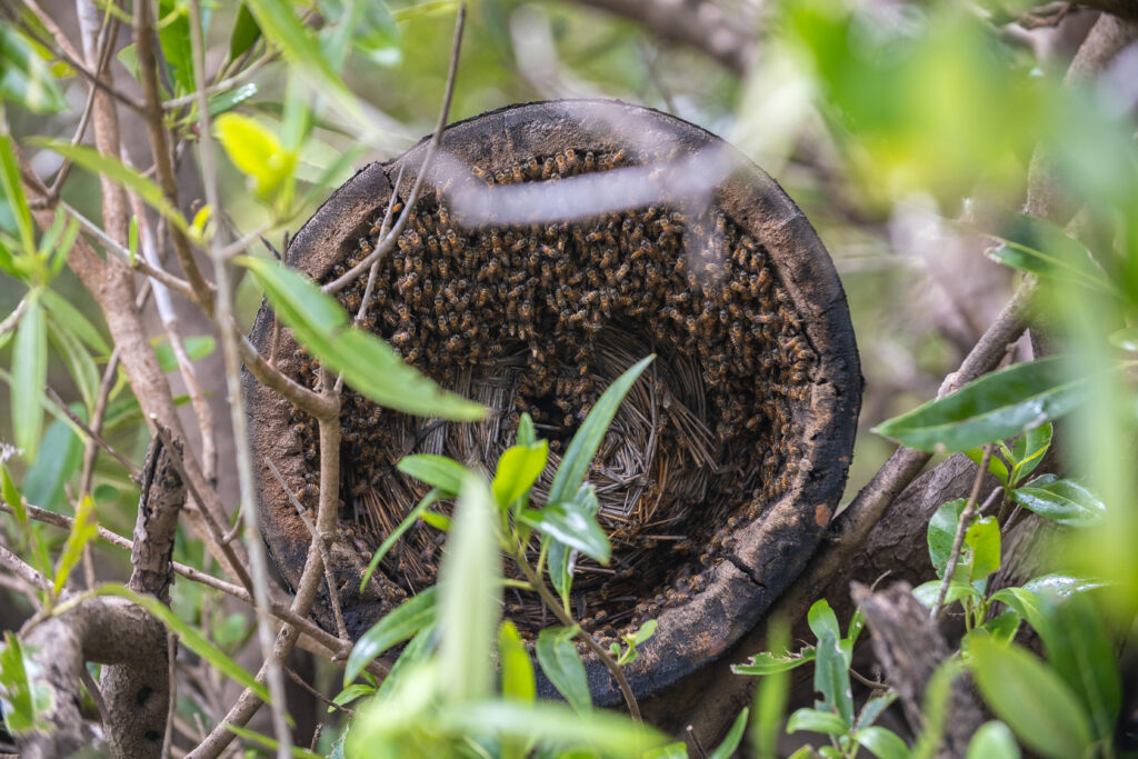  New livelihood opportunities emerge, like sustainable aquaculture, beekeeping, and mangrove-friendly eco-tourism, providing incomes that reduce the need to exploit mangroves.